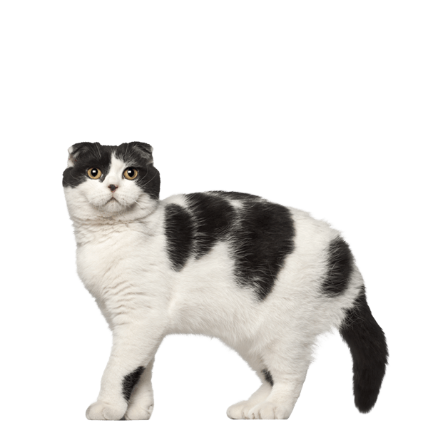 accessori per gatti
