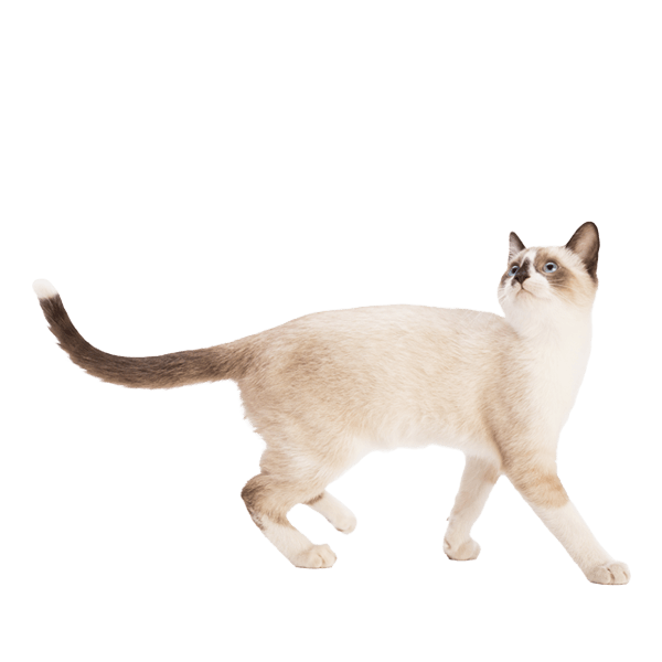 accessori per gatti