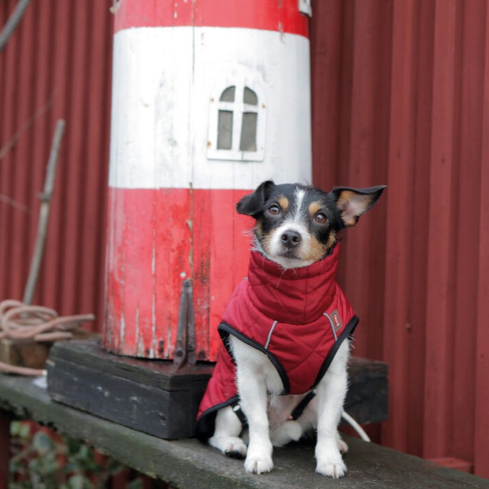 Cappottino Minot - immagine 2