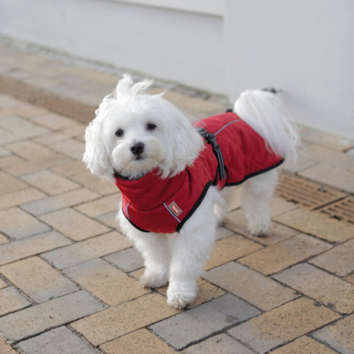 Cappottino Minot - immagine 8